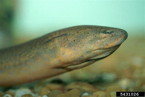 Swamp eel .